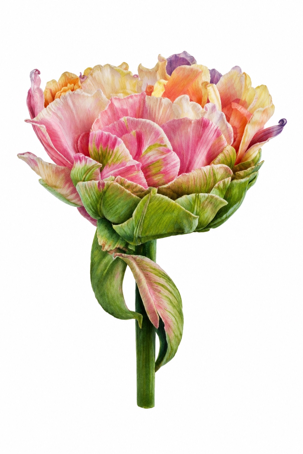 Tulipán botanikus akvarell – MannaBotanica eredeti mű