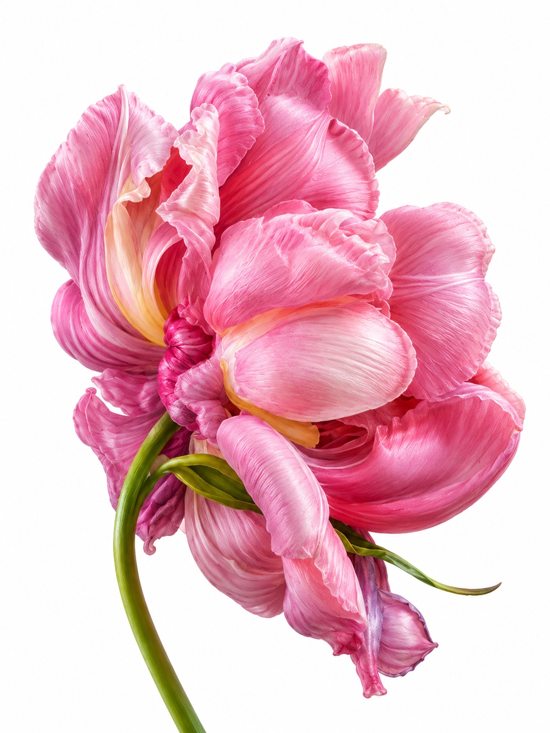 Tulipánok botanikus akvarell tanulmány – MannaBotanica
